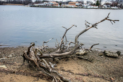 Dead tree by water against sky