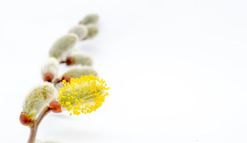 Close-up of yellow flower against white background