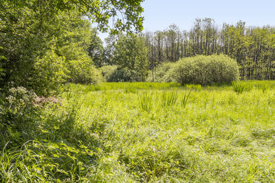 Scenic view of trees on field against sky