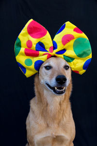 Close-up portrait of dog against black background