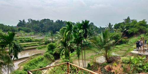 Panoramic shot of trees on field against sky