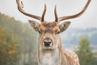 Close-up portrait of a deer