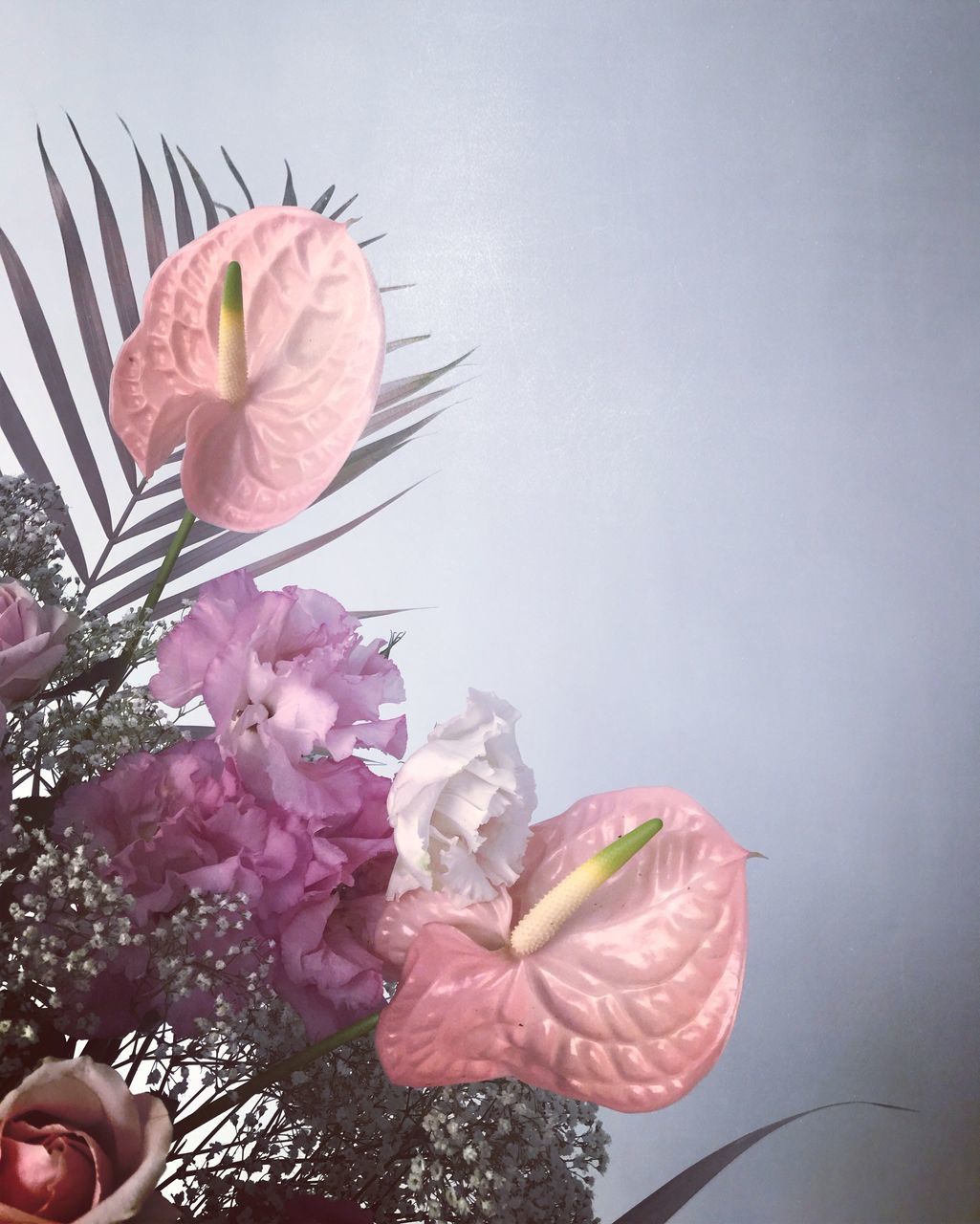 flowering plant, flower, plant, fragility, vulnerability, beauty in nature, freshness, petal, flower head, inflorescence, pink color, nature, close-up, indoors, growth, one person, human body part, human hand, studio shot, copy space, flower arrangement, pollen, springtime, bouquet