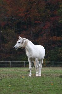 Horse standing on field