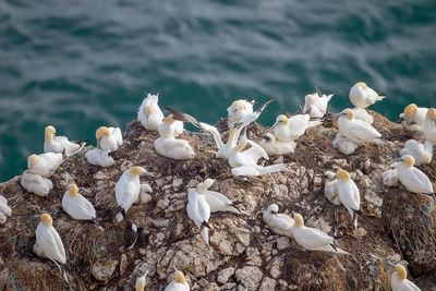 High angle view of birds in sea