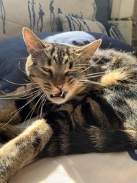 Close-up of a cat resting on bed