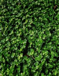 Full frame shot of fresh green plants