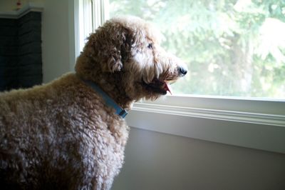 Goldendoodle looking through glass window at home