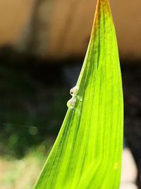 Close-up of insect on plant