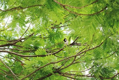 Low angle view of bird perching on tree