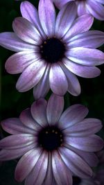 Close-up of purple flowers