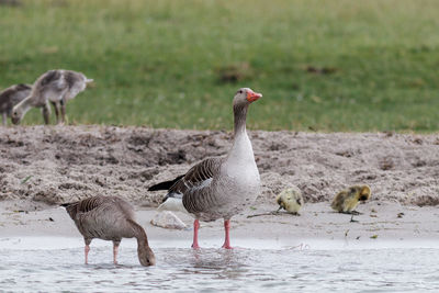 View of birds on field