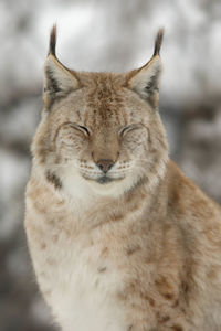 Close-up portrait of lynx