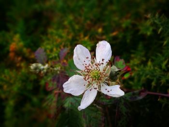 Close-up of insect on flower