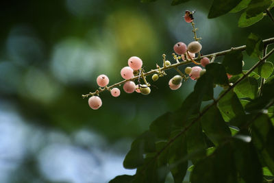 Close-up of berries growing on tree