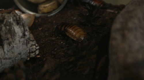 Close-up of shell on tree trunk