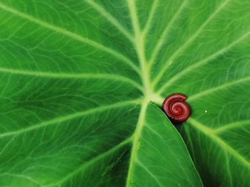 Close-up of green leaves on plant