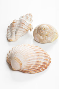 shell