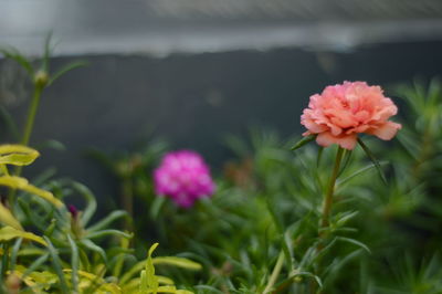 Close-up of pink flowering plants
