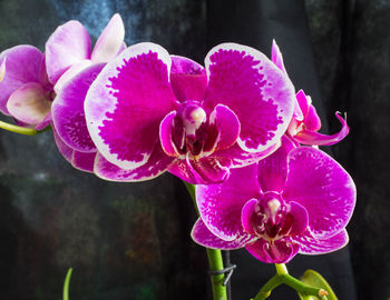 Close-up of pink flowers blooming outdoors