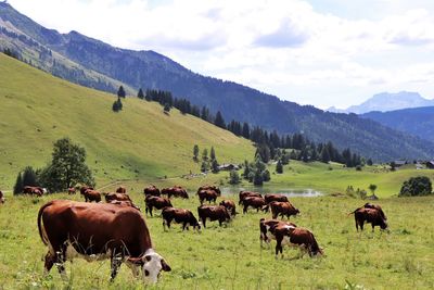 Cows grazing on field against sky