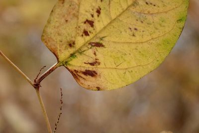 Close-up of autumn leaf
