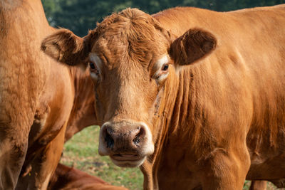 Portrait of cows