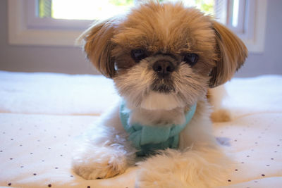Portrait of cute puppy at home