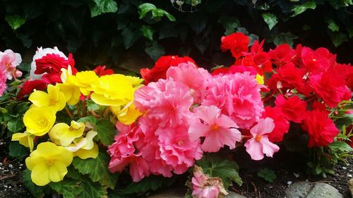 Close-up of pink flowering plants