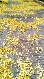 Maple leaves on ground