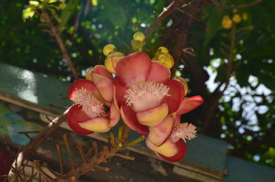 Close-up of flower blooming on tree