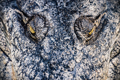 Close-up of eyes af a salt water crocodile 