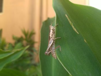 Close-up of grasshopper on leaf