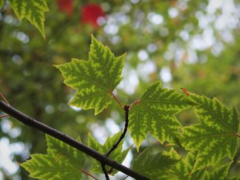 Close-up of leaves