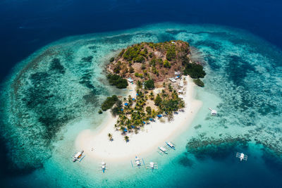 High angle view of coral swimming in sea