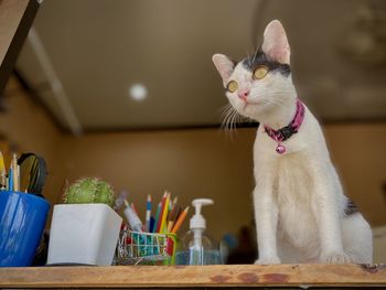 Close-up of cat sitting on table