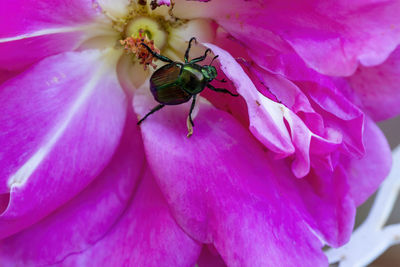 Close-up of insect on pink flower