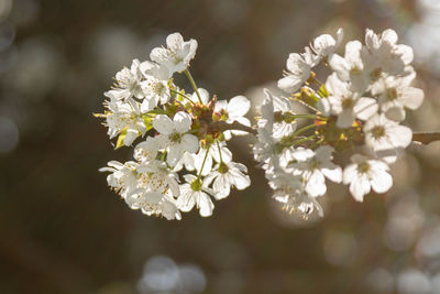 Close-up of white cherry blossom tree