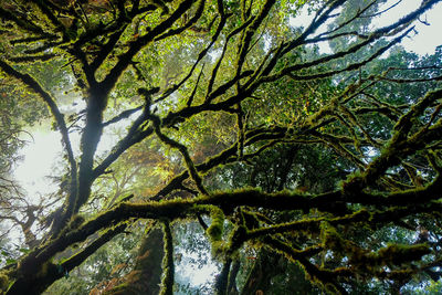 Low angle view of tree