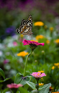 Close-up of butterfly pollinating on pink flower