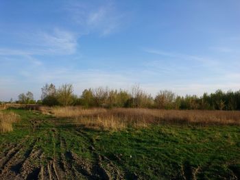 Scenic view of field against sky