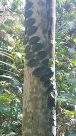 Close-up of lizard on tree trunk in forest