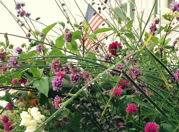 Pink flowers blooming in park