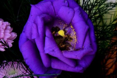 Close-up of purple flowers blooming outdoors