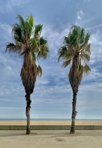 Palm trees on landscape against sky