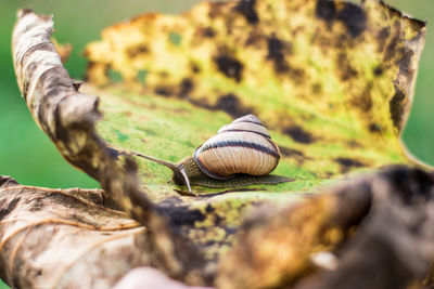 Close-up of snail on rock