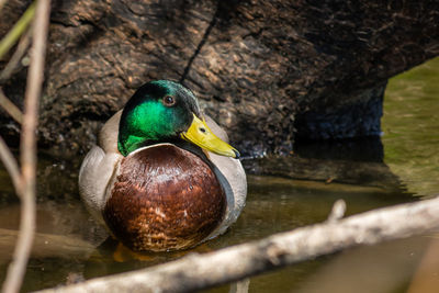 Mallard duck swimming in pond