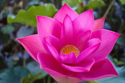 Close-up of pink lotus blooming outdoors