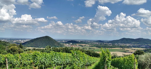 Panoramic view of vineyard against sky