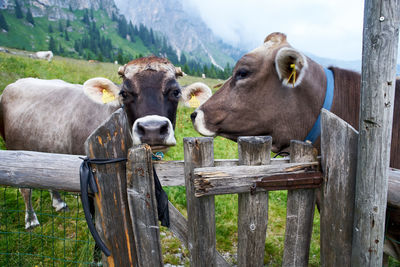 Cows on field